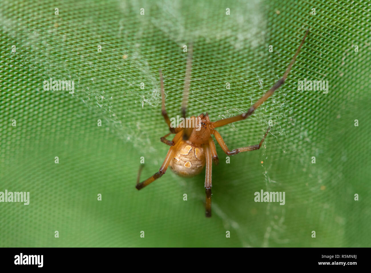 Brown widow spider make sac for its eggs with green background Stock Photo