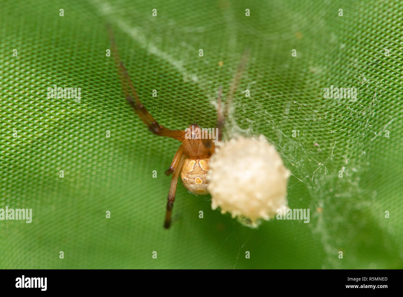 Brown widow spider make sac for its eggs with green background Stock Photo