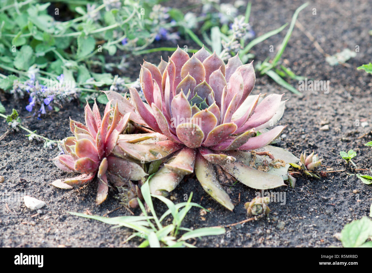 Jovibarba Rollers, Hens and Chicks (Jovibarba Hirta) Stock Photo