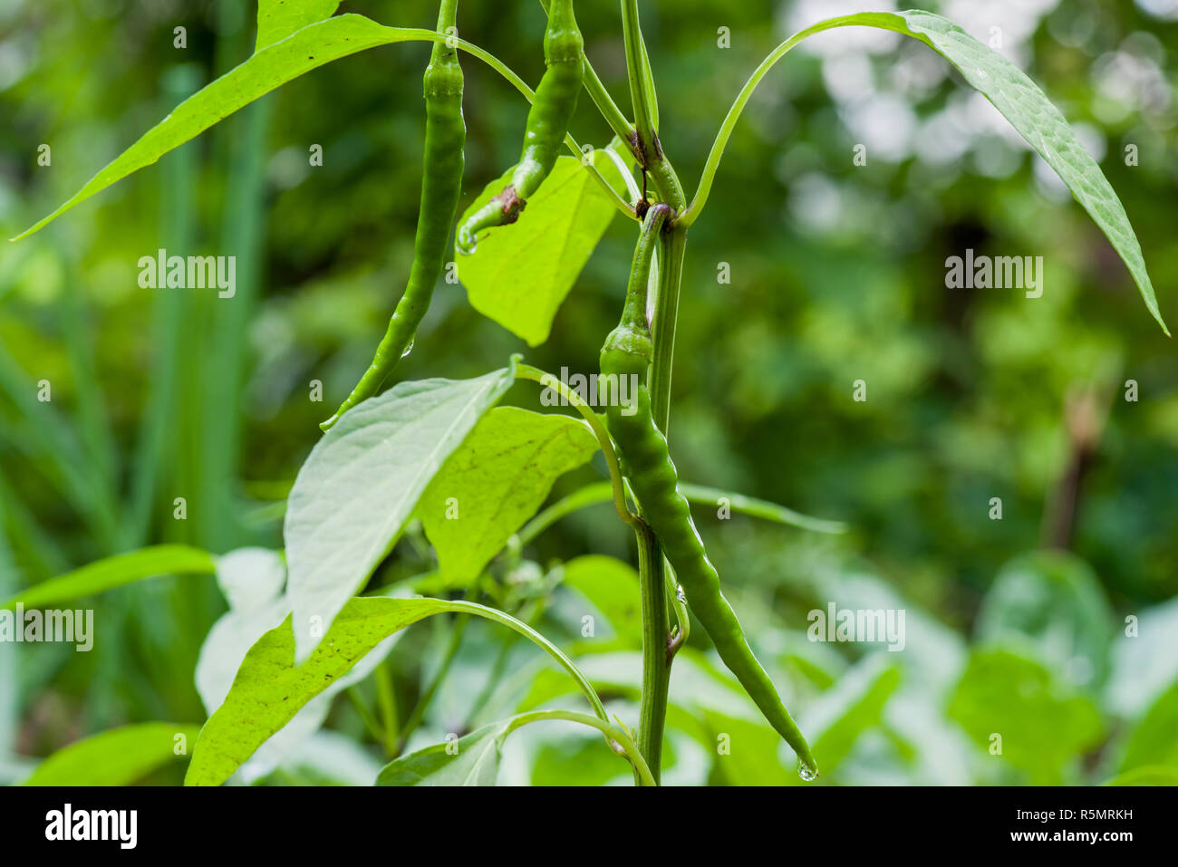 Bird's eye chili, home garden Stock Photo Alamy