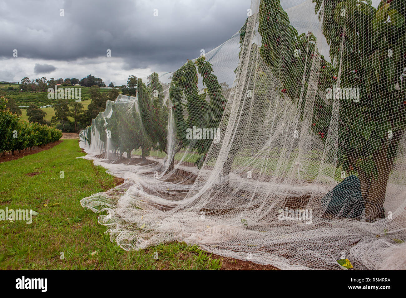 White protective netting covering row of cherry trees Stock Photo