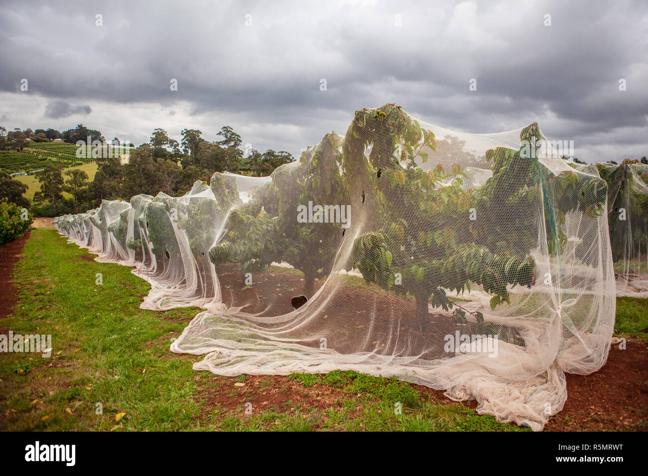 White net covering cherry trees Stock Photo