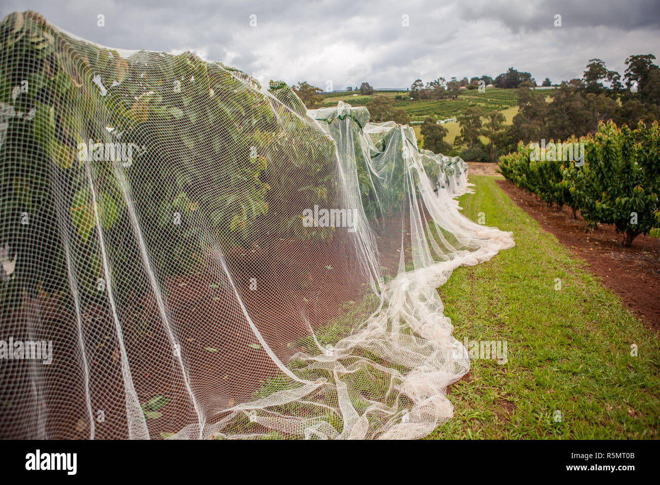 White net covering cherry trees Stock Photo