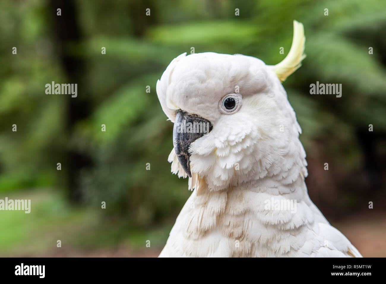 Sulphur Crested Cockatoo wearing a T shirt saying I pulled an all nighter  Stock Photo - Alamy