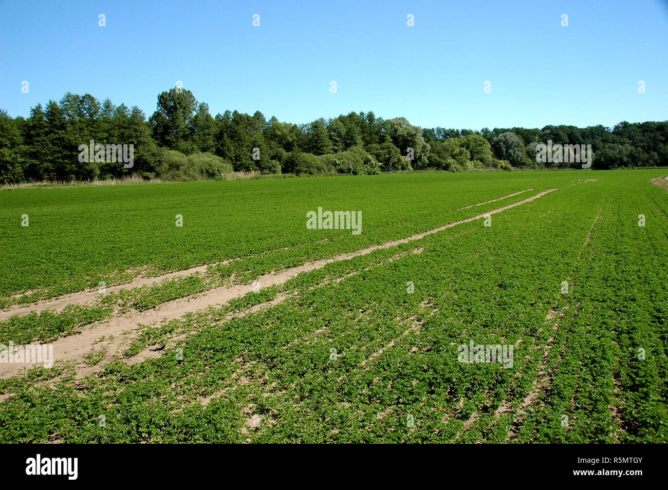 cultivation of parsley in the vorderpfalz Stock Photo