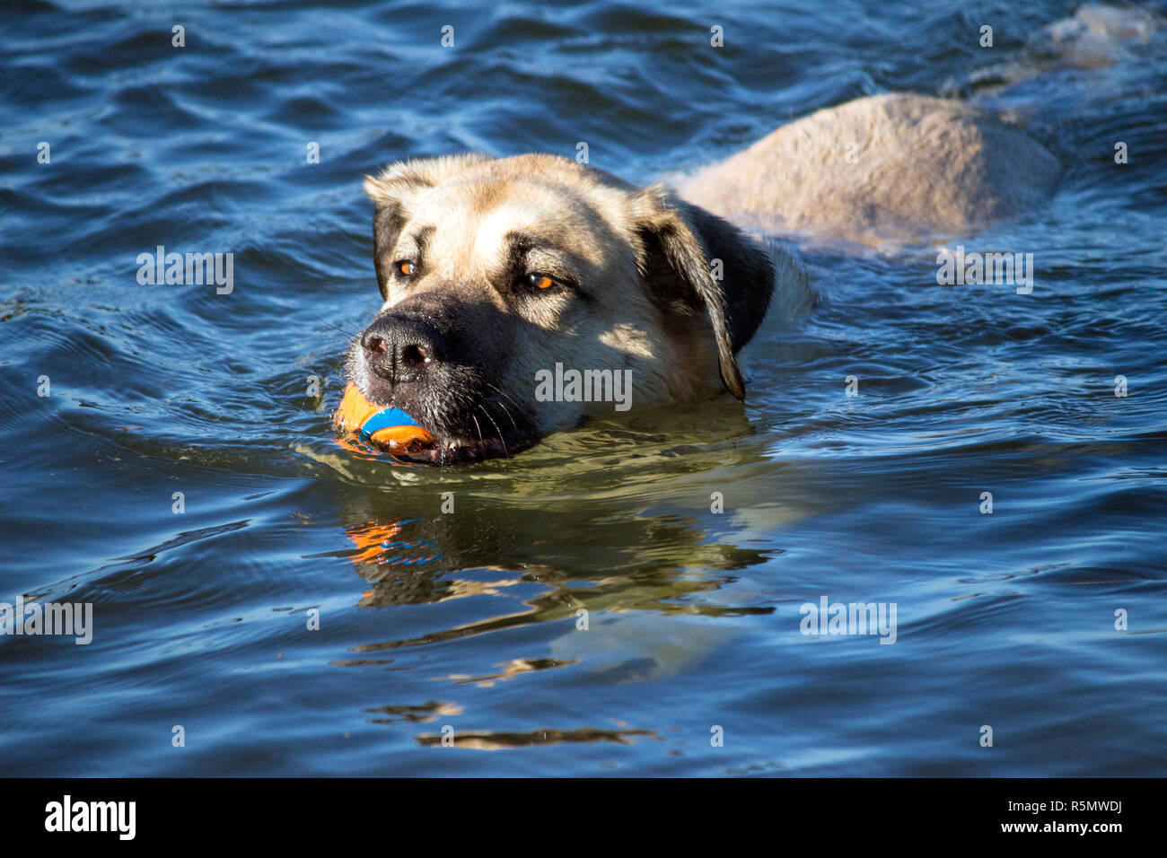 Dog swimming in the river carrying a ball Stock Photo