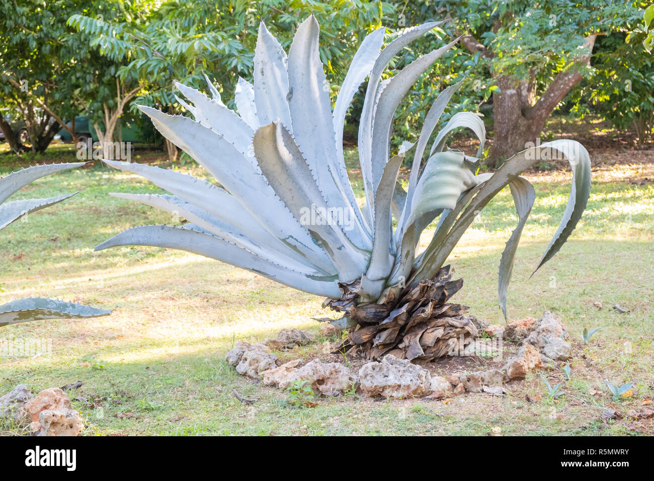 Large agave american plant photographed on a plantation in Cuba. Stock Photo