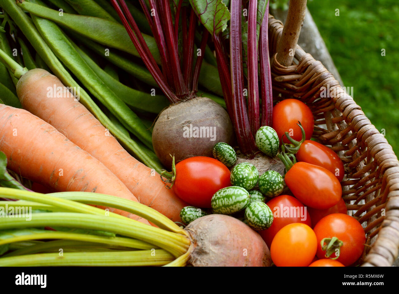 Freshly harvested vegetables from the allotment in a basket Stock Photo