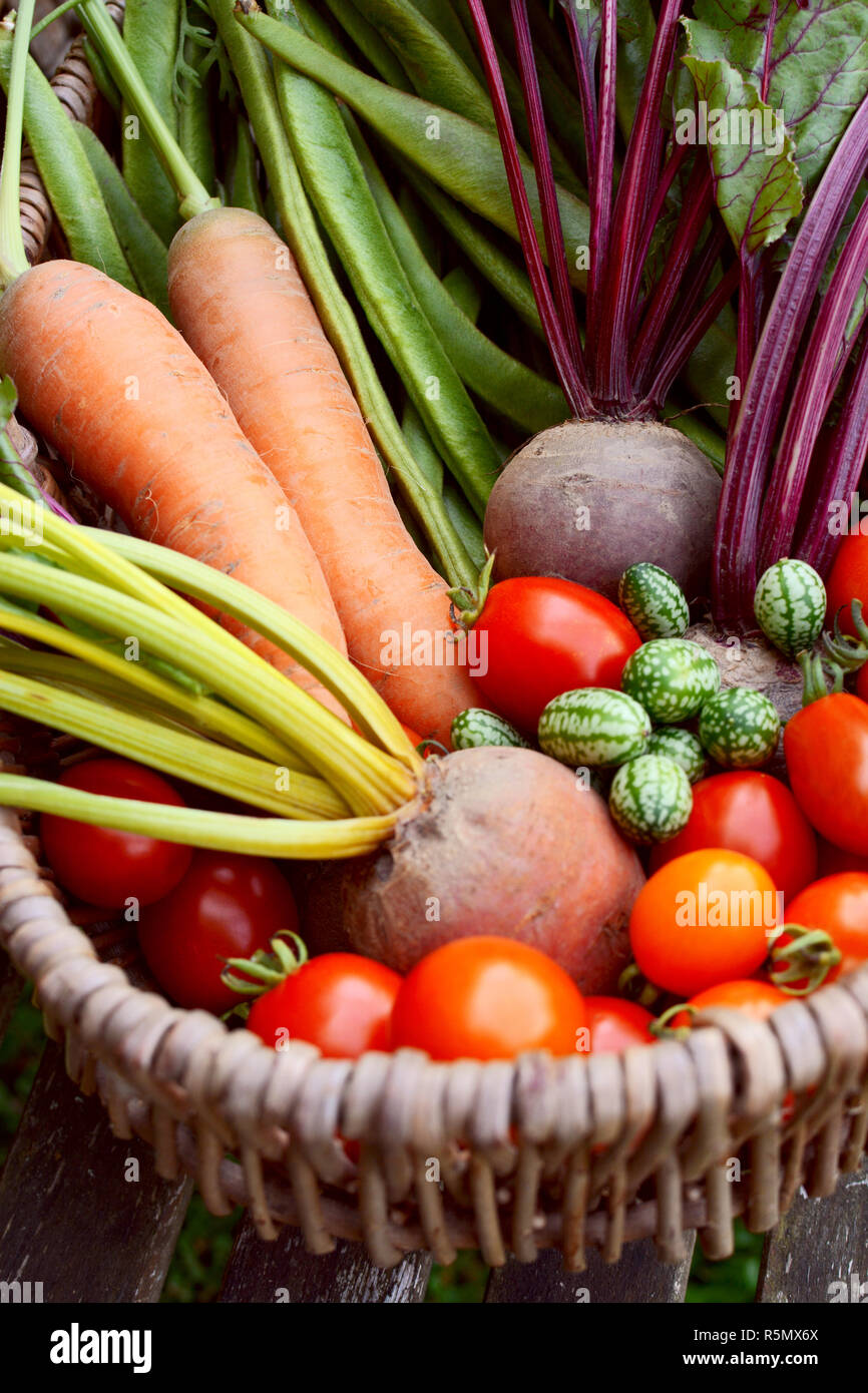 Fresh produce from a vegetable garden gathered in a basket Stock Photo