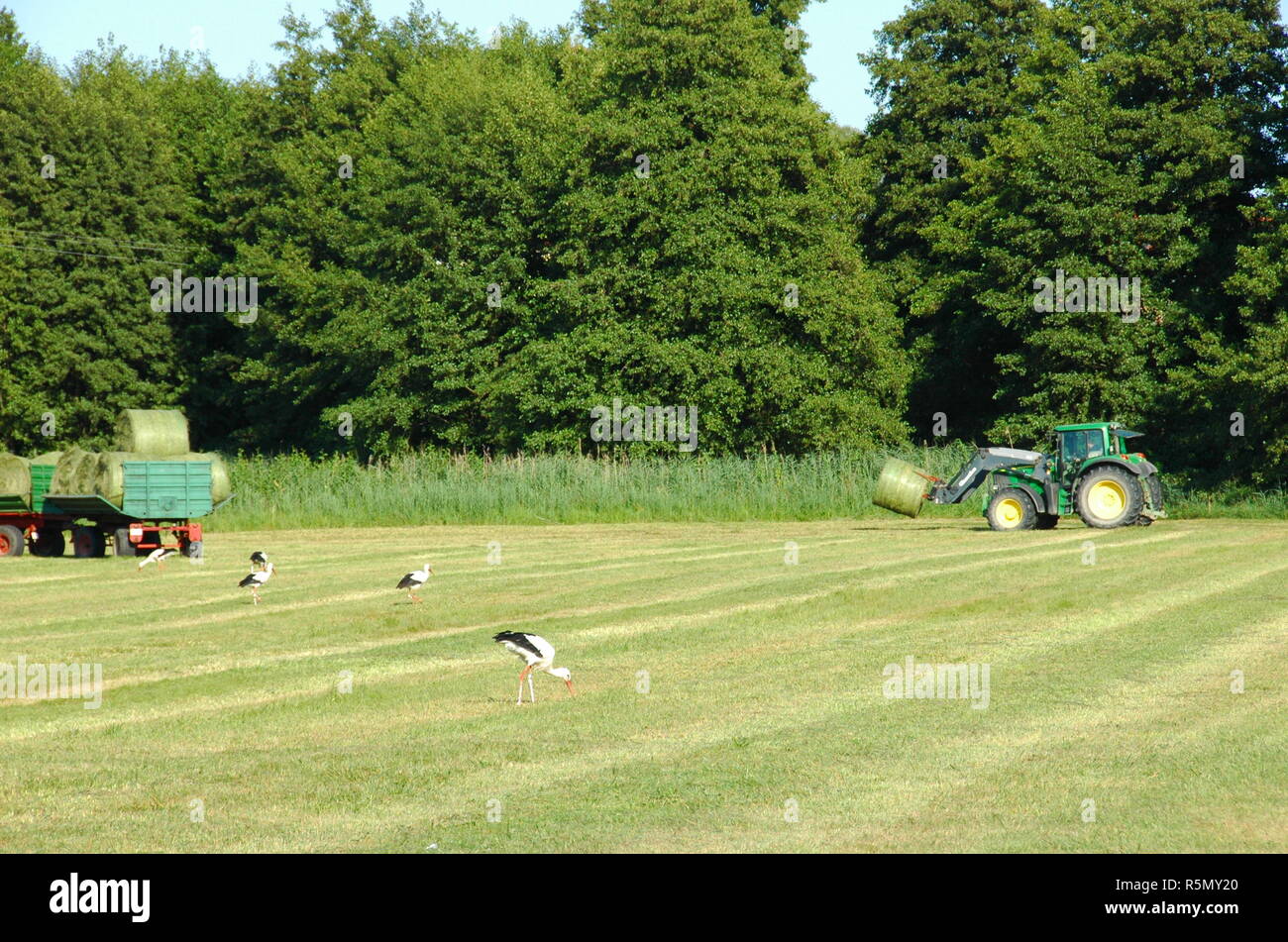 haymaking in jockgrim Stock Photo