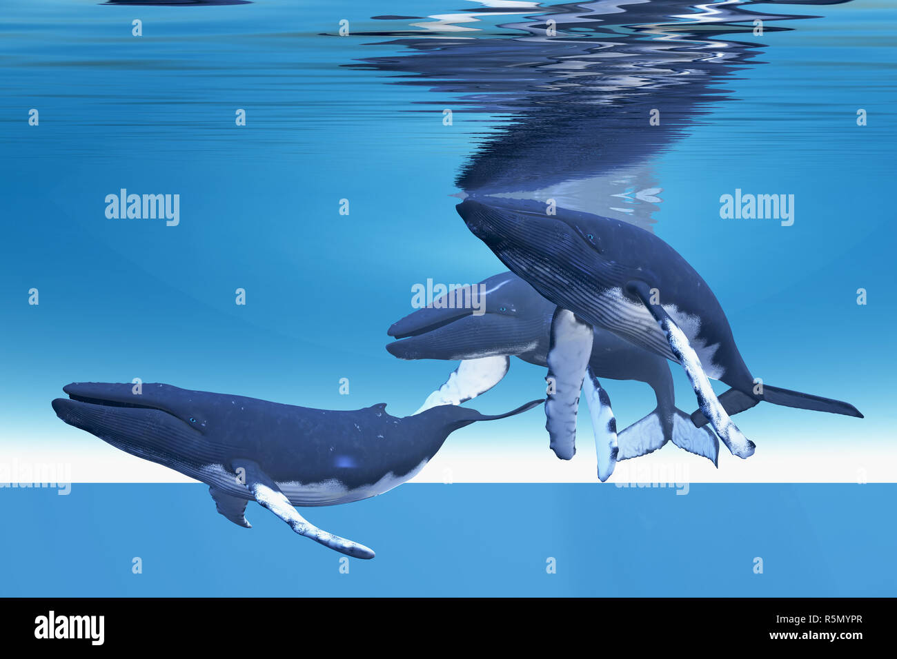 киты в атлантическом океане. Trua orca. земля на трех китах. Three whales какие конвенции входят. три кита в море.