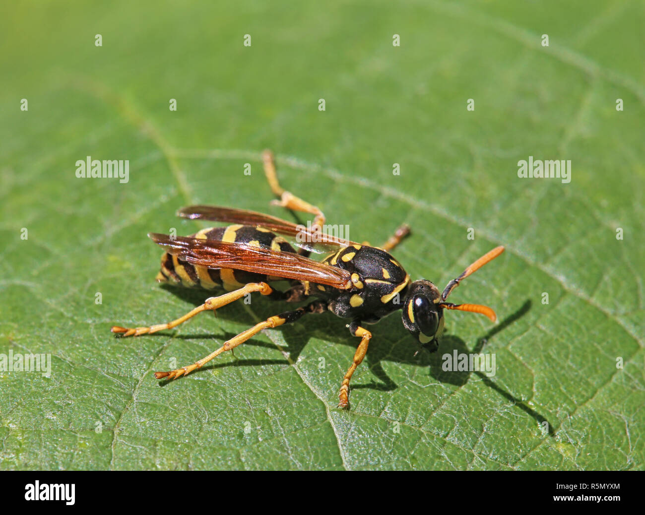 house wasp or gallic wasp polistes dominula Stock Photo