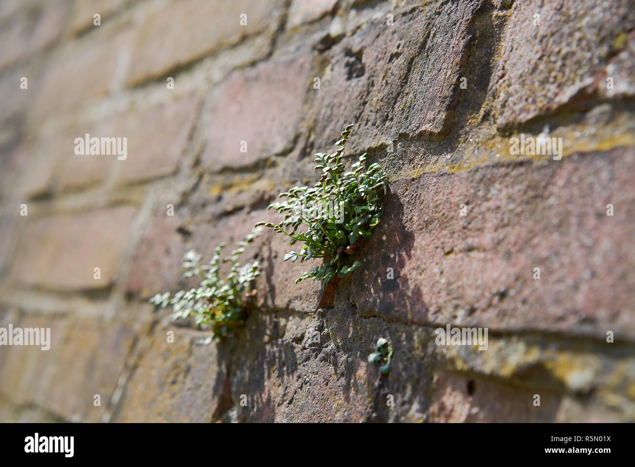 survival fight of a plant on a wall Stock Photo