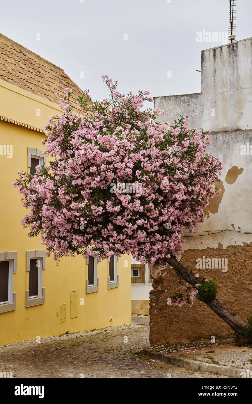 Â blossoming tree in tavira Stock Photo