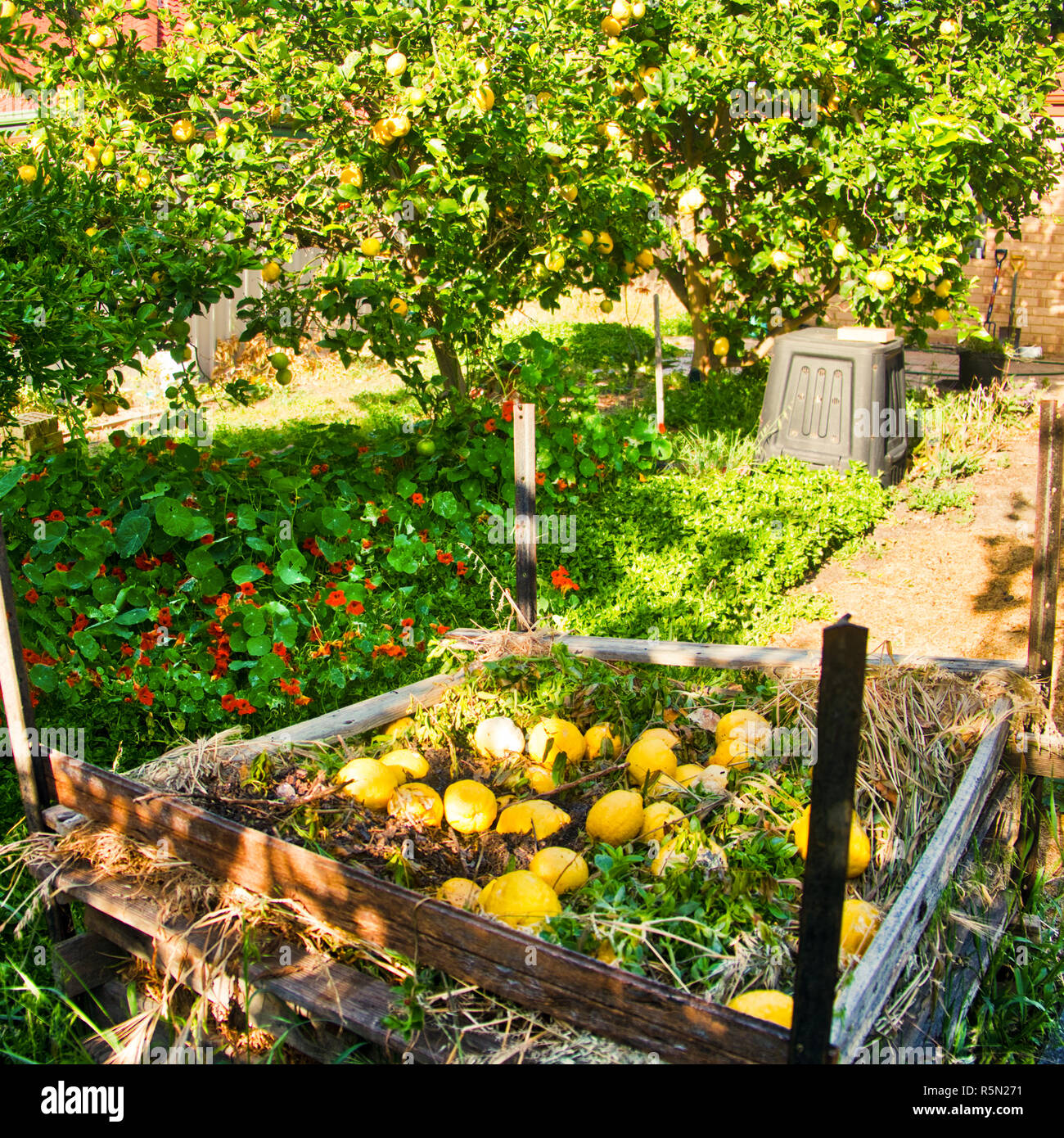 excess lemons on top of compost heap Stock Photo