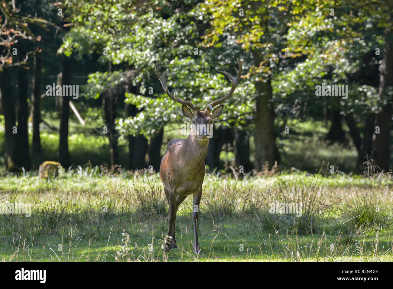 deer in the forest Stock Photo