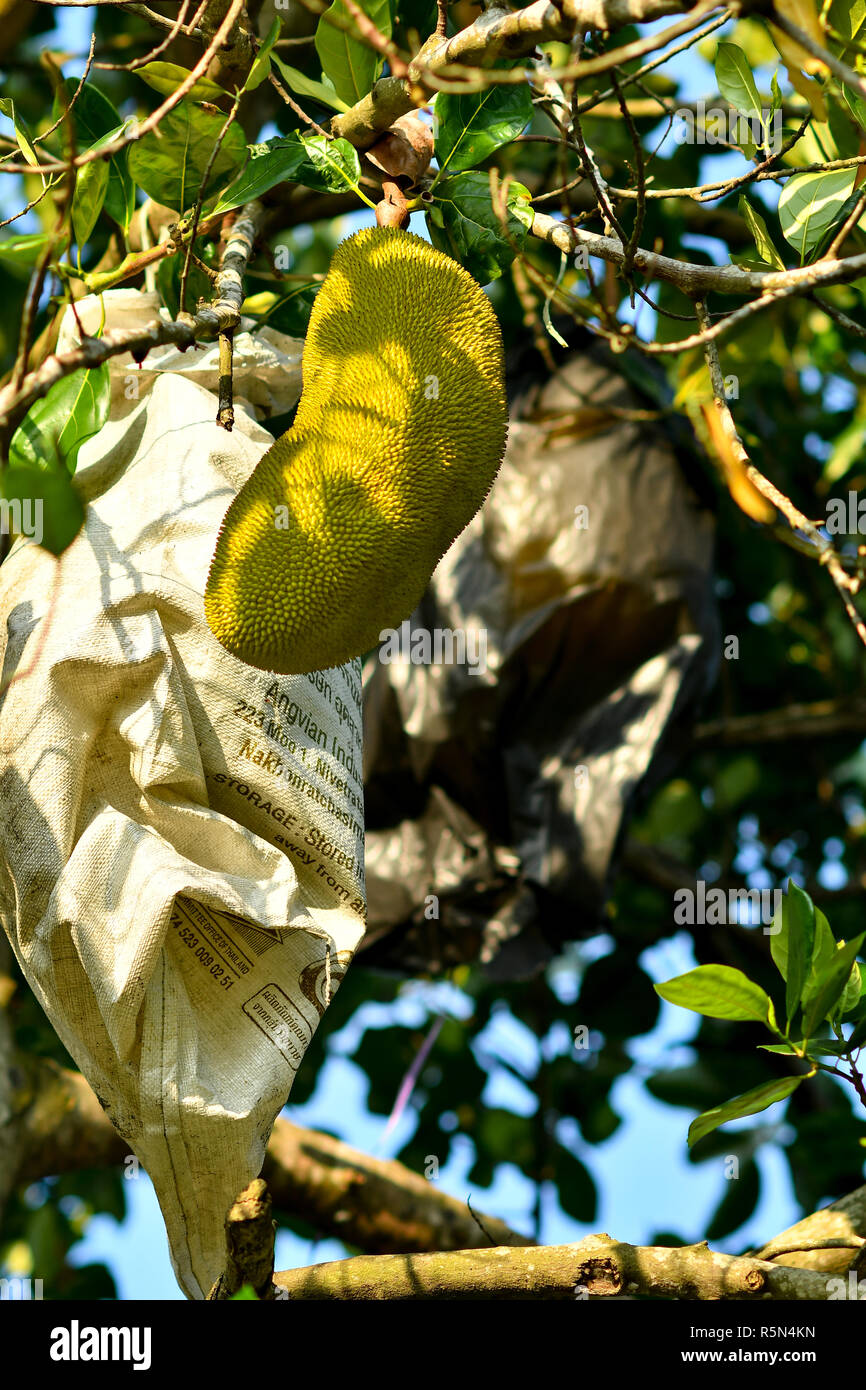 Jackfruit on tree Stock Photo