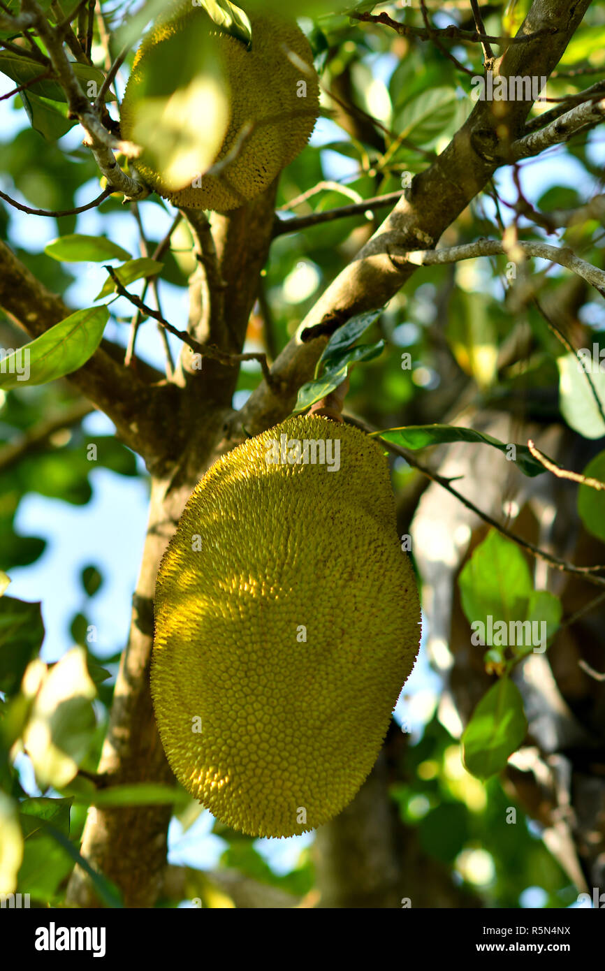 Jackfruit on tree Stock Photo