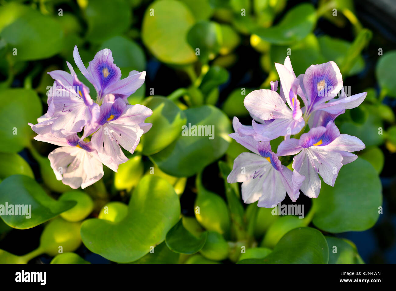 Water Hyacinth flowers Stock Photo Alamy