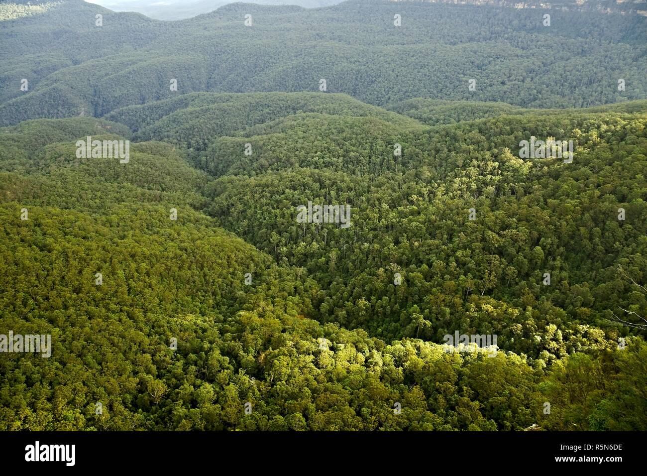 5 letter trees in the woods
