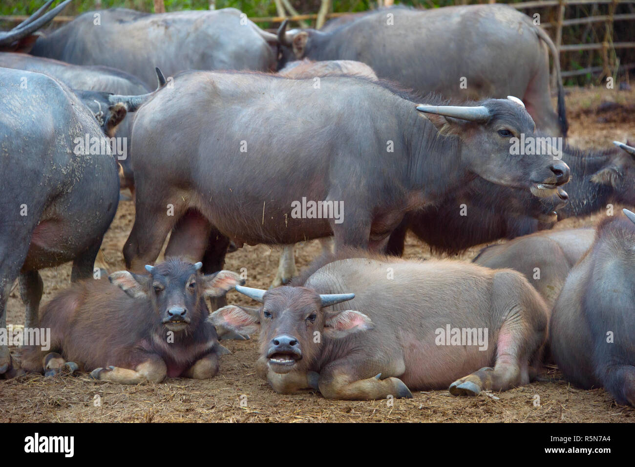 Thai buffalo Stock Photo - Alamy