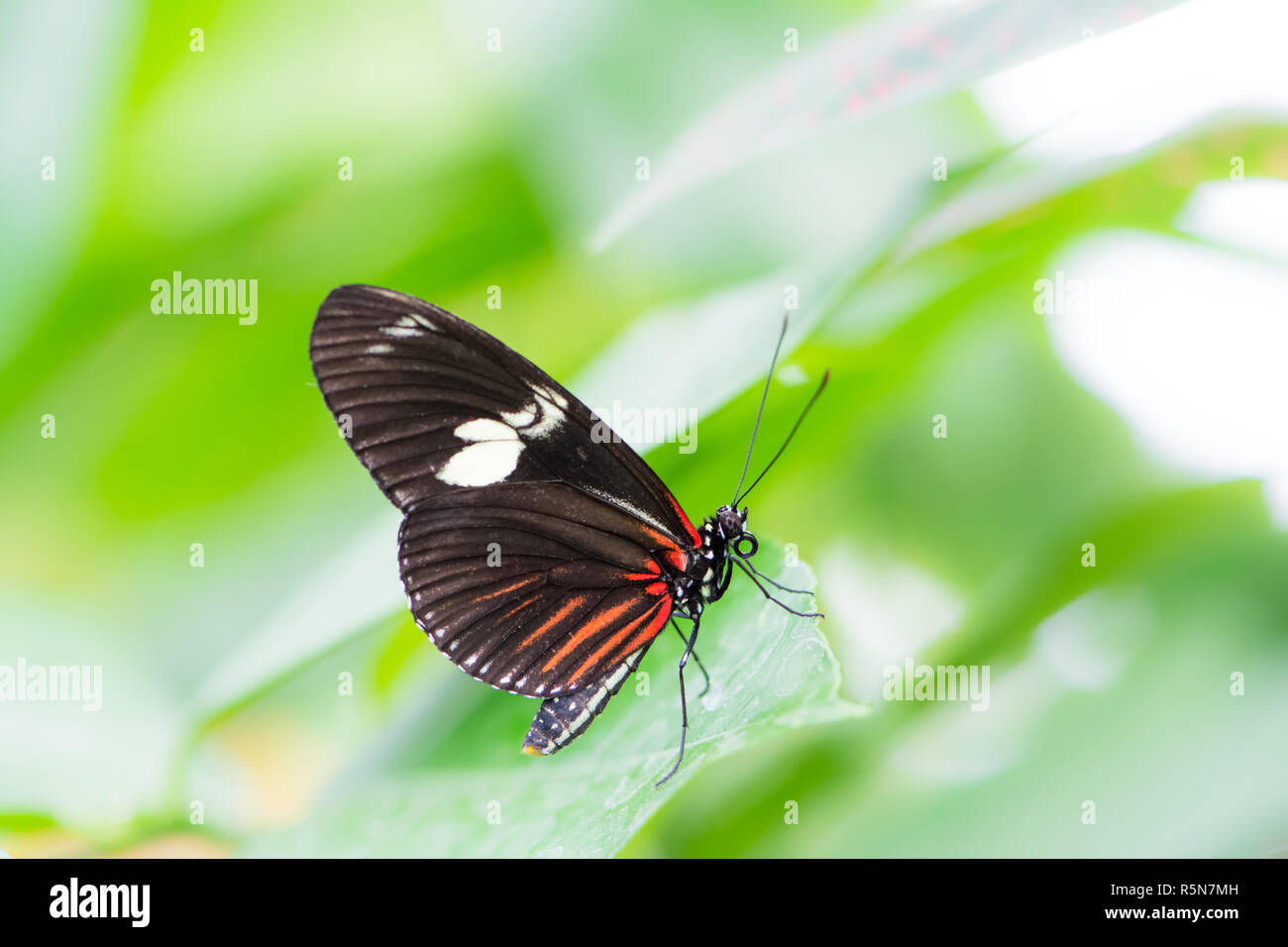 Tropical Passionvine butterfly Stock Photo Alamy