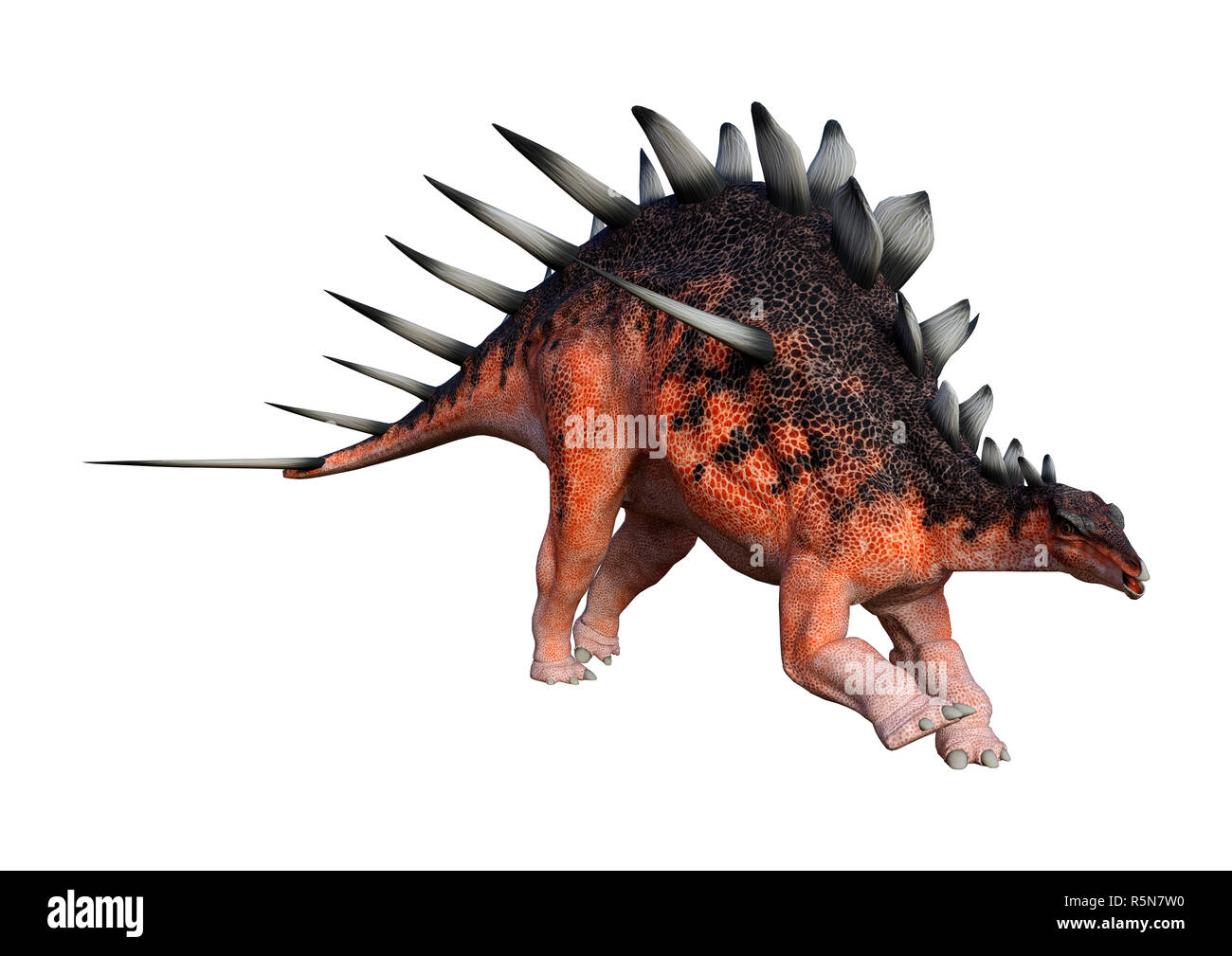 3D Rendering Dinosaur Kentrosaurus on White Stock Photo - Alamy