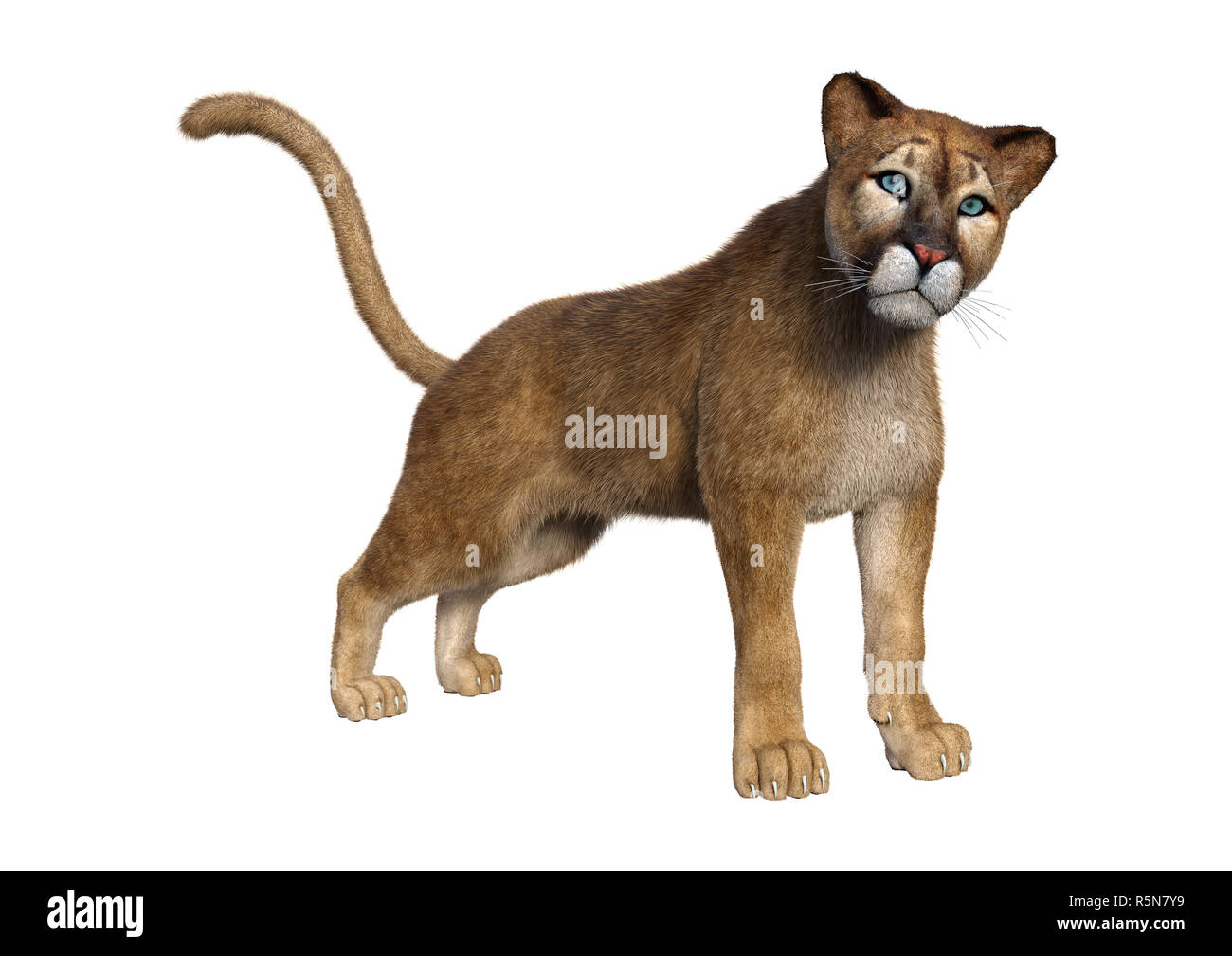 3D Rendering Big Cat Puma on White 