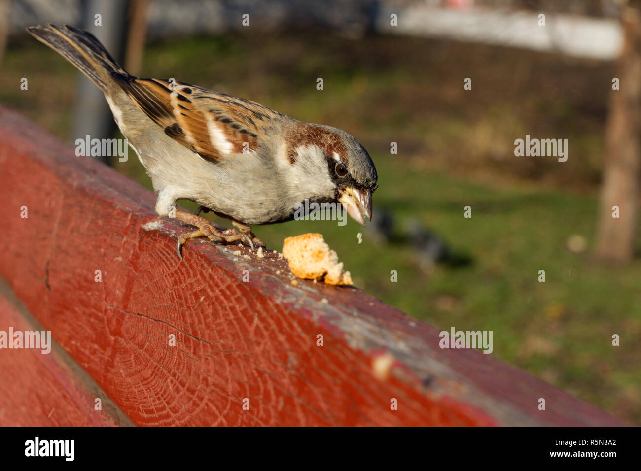 House sparrow sitting outside. Urban birds. Bread feeding Stock Photo