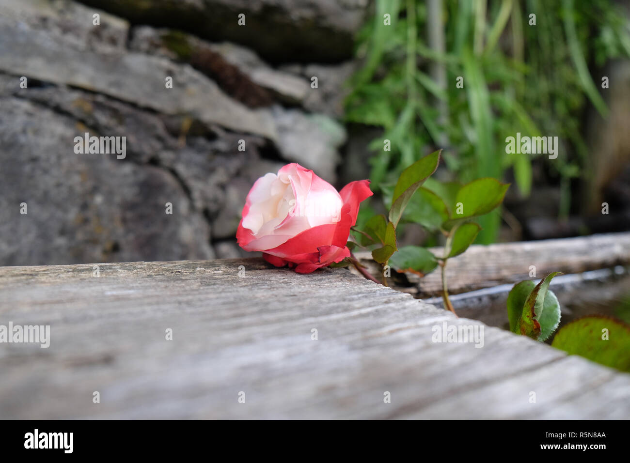 Stunning red rose hi-res stock photography and images - Alamy