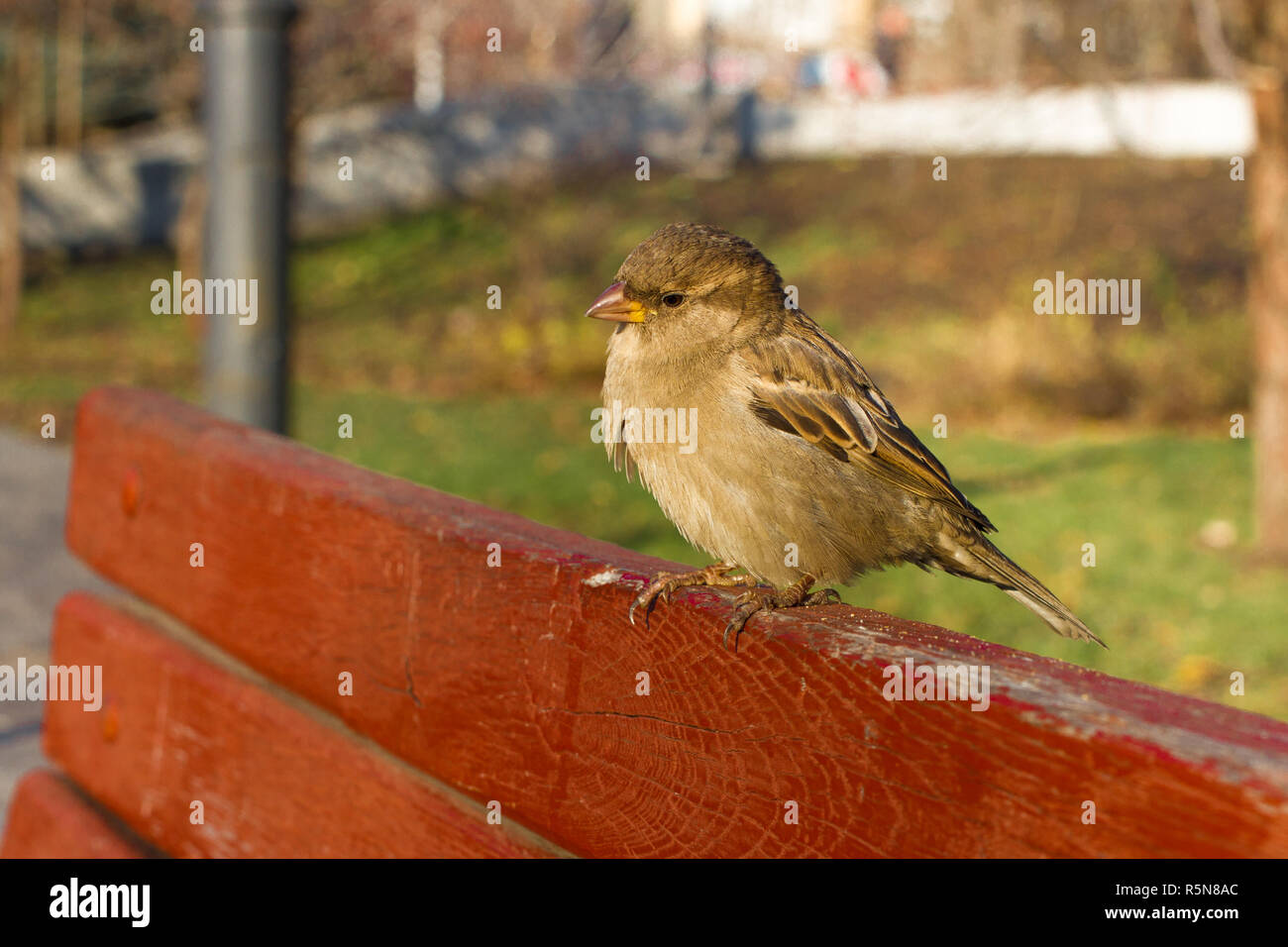 House sparrow sitting outside. Urban birds. Bread feeding Stock Photo