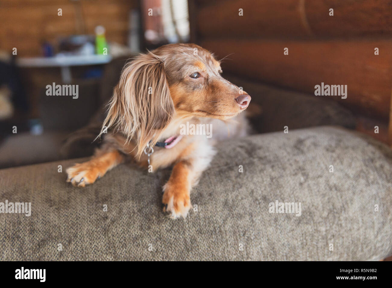 Miniature dapple dachshund with long fur sitting on a couch and looking outside. Dog is waiting for its owner. Stock Photo