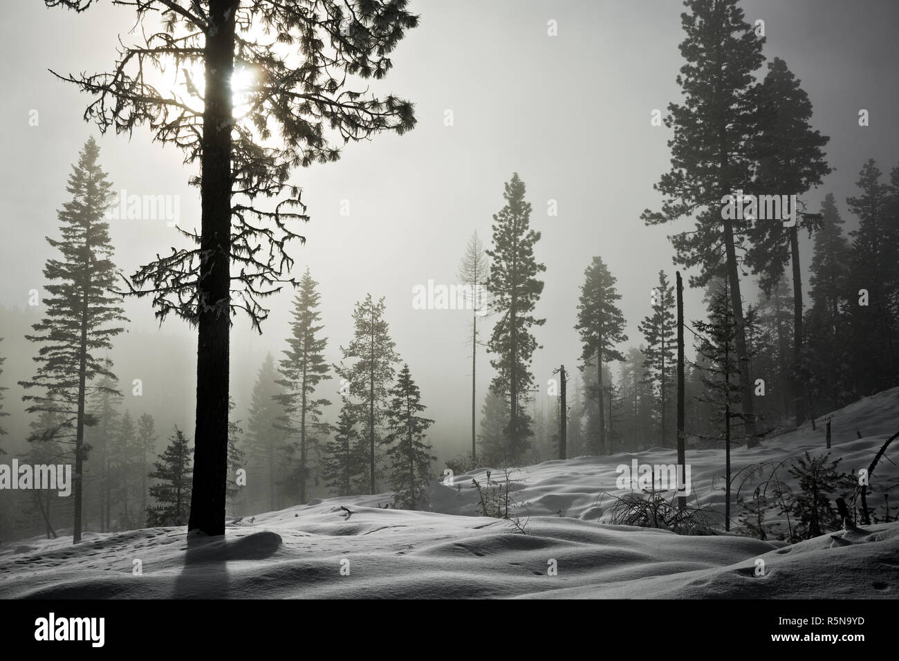 Loup loup pass washington hires stock photography and images Alamy