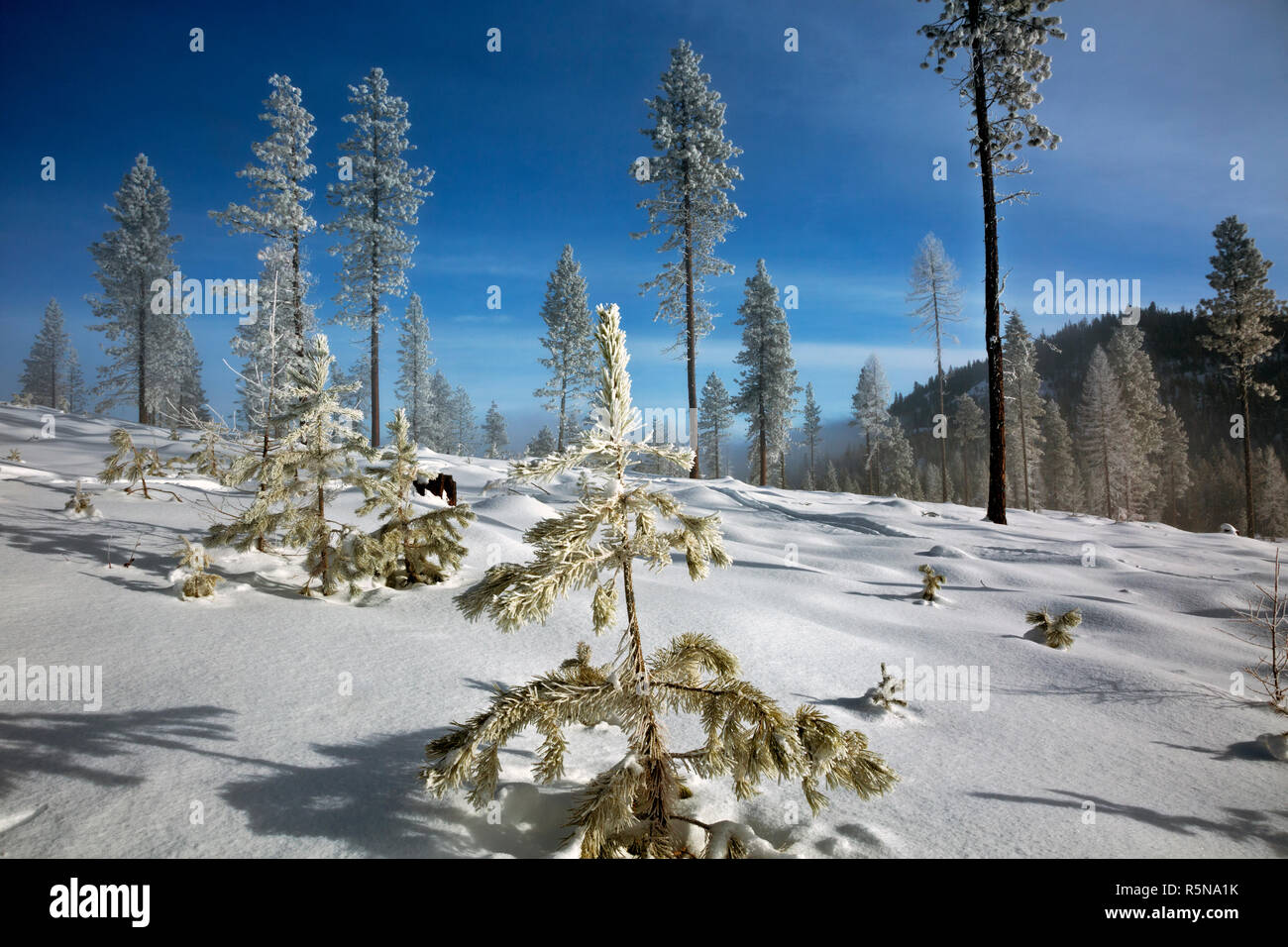 Loup loup pass washington hires stock photography and images Alamy