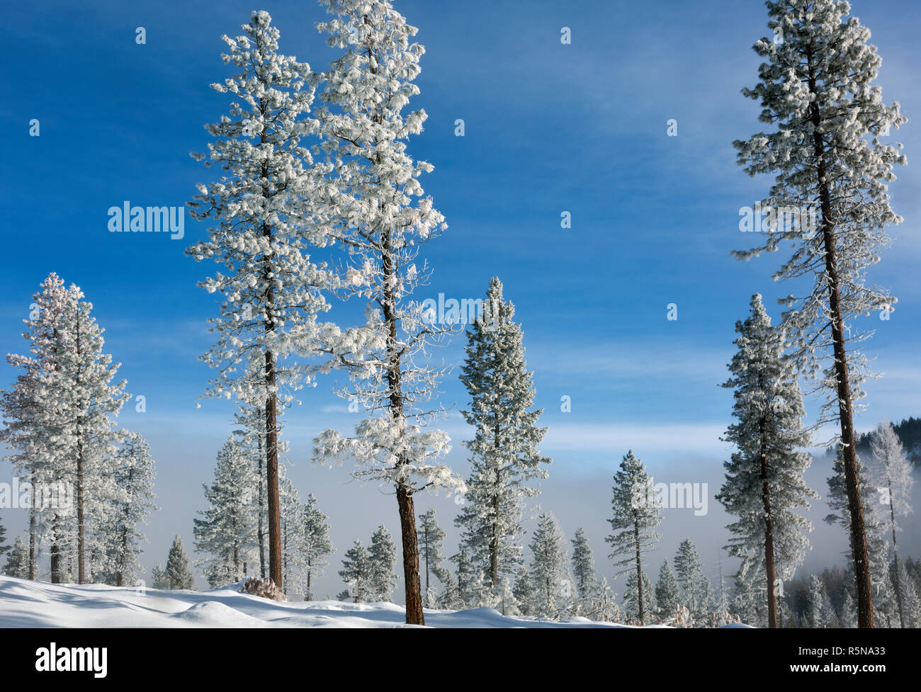 Loup loup pass hires stock photography and images Alamy