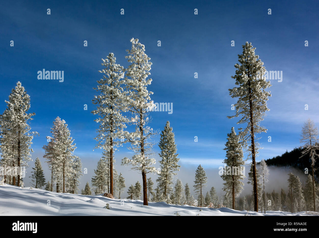 Loup loup pass hires stock photography and images Alamy
