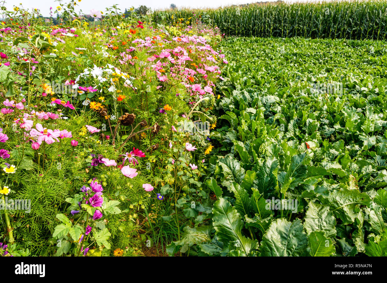colorful flower meadow and sugar beet field in midsummer Stock Photo