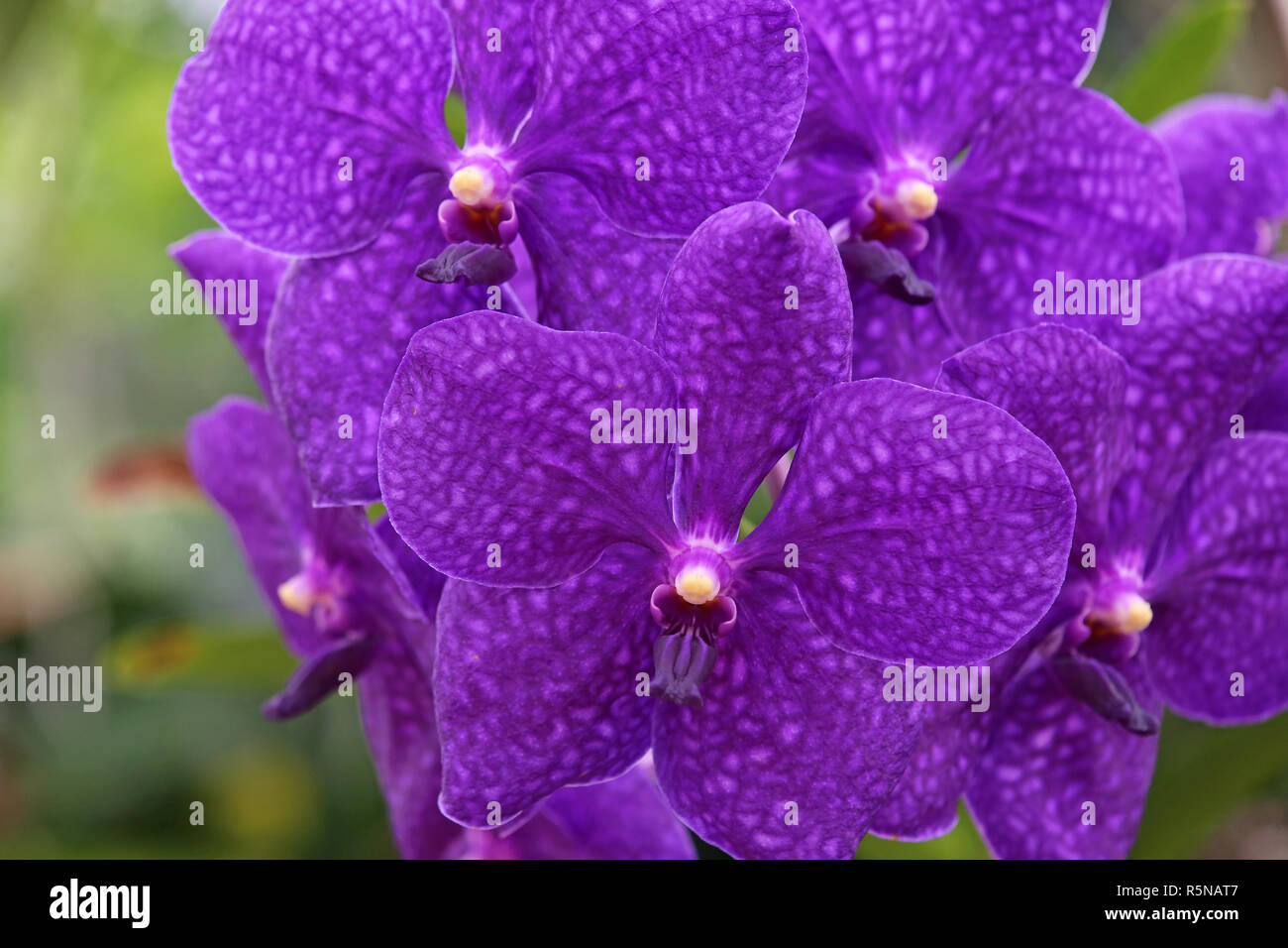 vanda pachara delight orchid Stock Photo