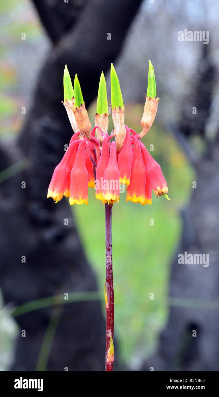 Blandfordia nobilis hi-res stock photography and images - Alamy