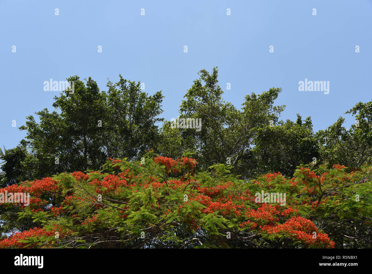 Tropical flowering trees hi-res stock photography and images - Alamy