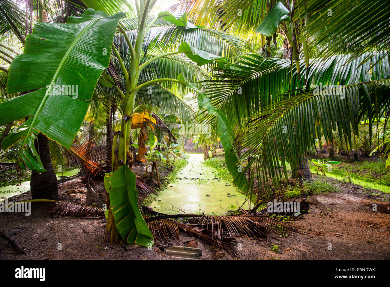 Coconut sugar farm in Thailand, made from super rich sap of the Arenga Palm plant. Stock Photo