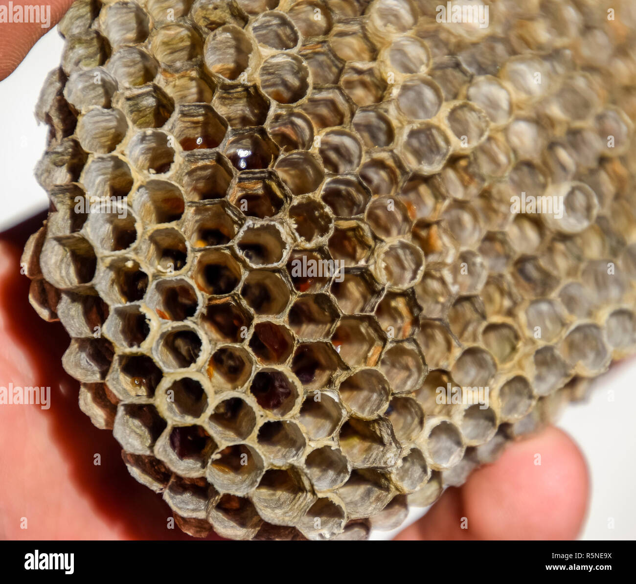 The nest is aspen, polist. The aspen nest at the end of the breeding season. Stocks of honey in honeycombs. Aspen honey. Vespa Stock Photo