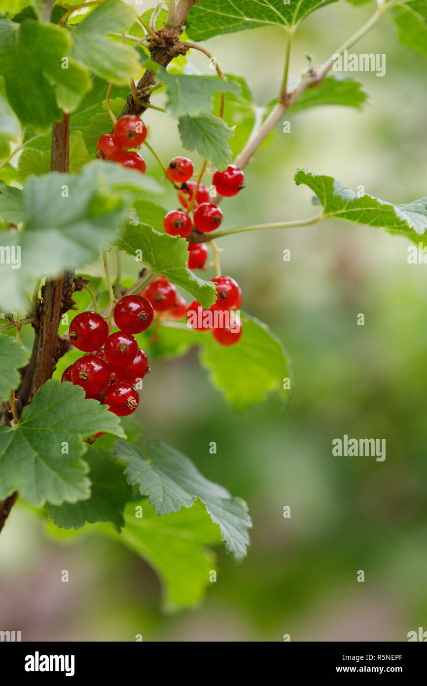 Immature green currants hires stock photography and images Alamy