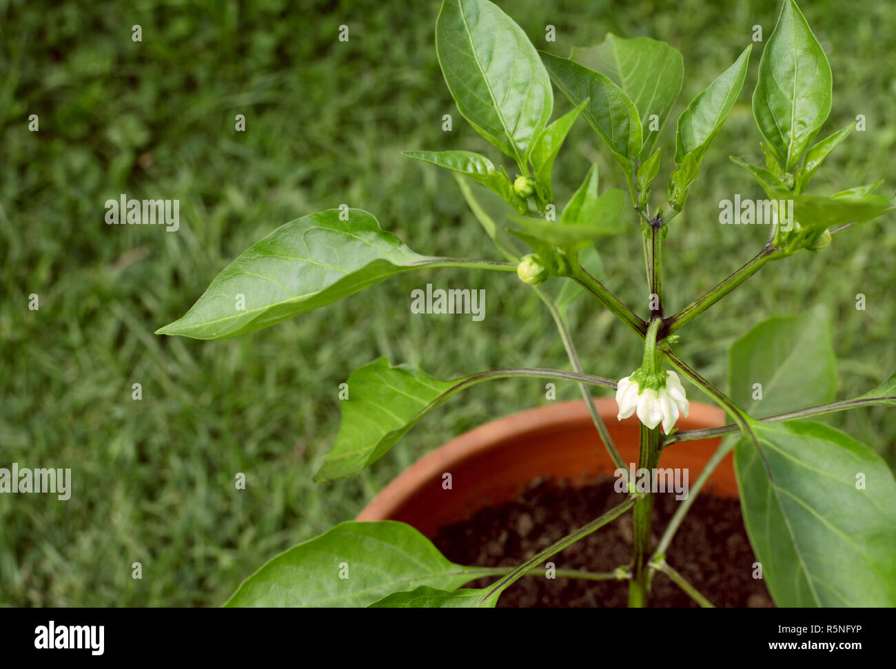 White flower on a sweet pepper plant Stock Photo Alamy