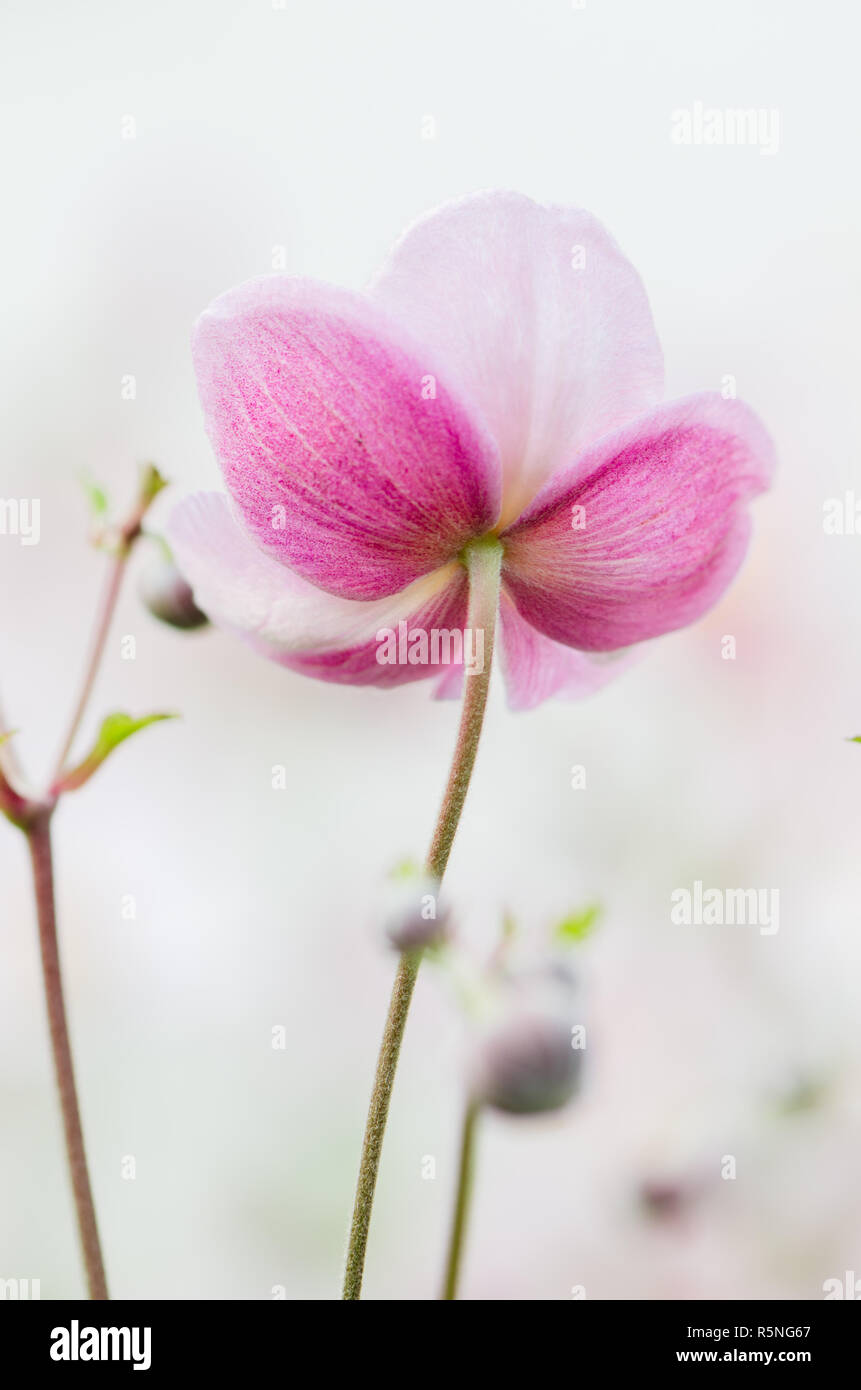 Pale pink flower Japanese anemone, close-up Stock Photo