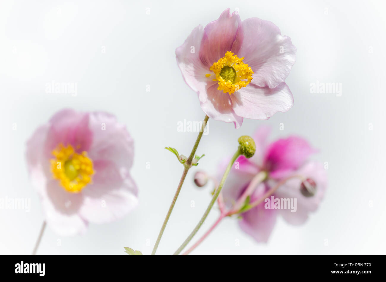 Pale pink flower Japanese anemone, close-up Stock Photo