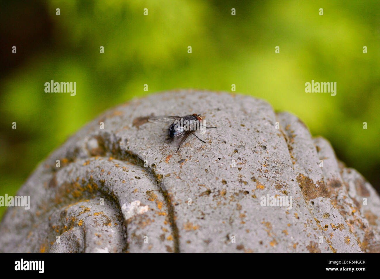 gray meat fly (sarcophaga carnaria) on a stone Stock Photo
