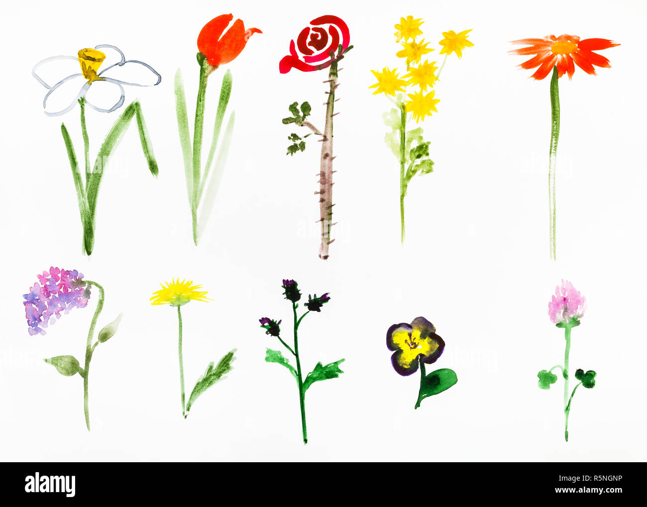 various flowers hand painted on white paper Stock Photo