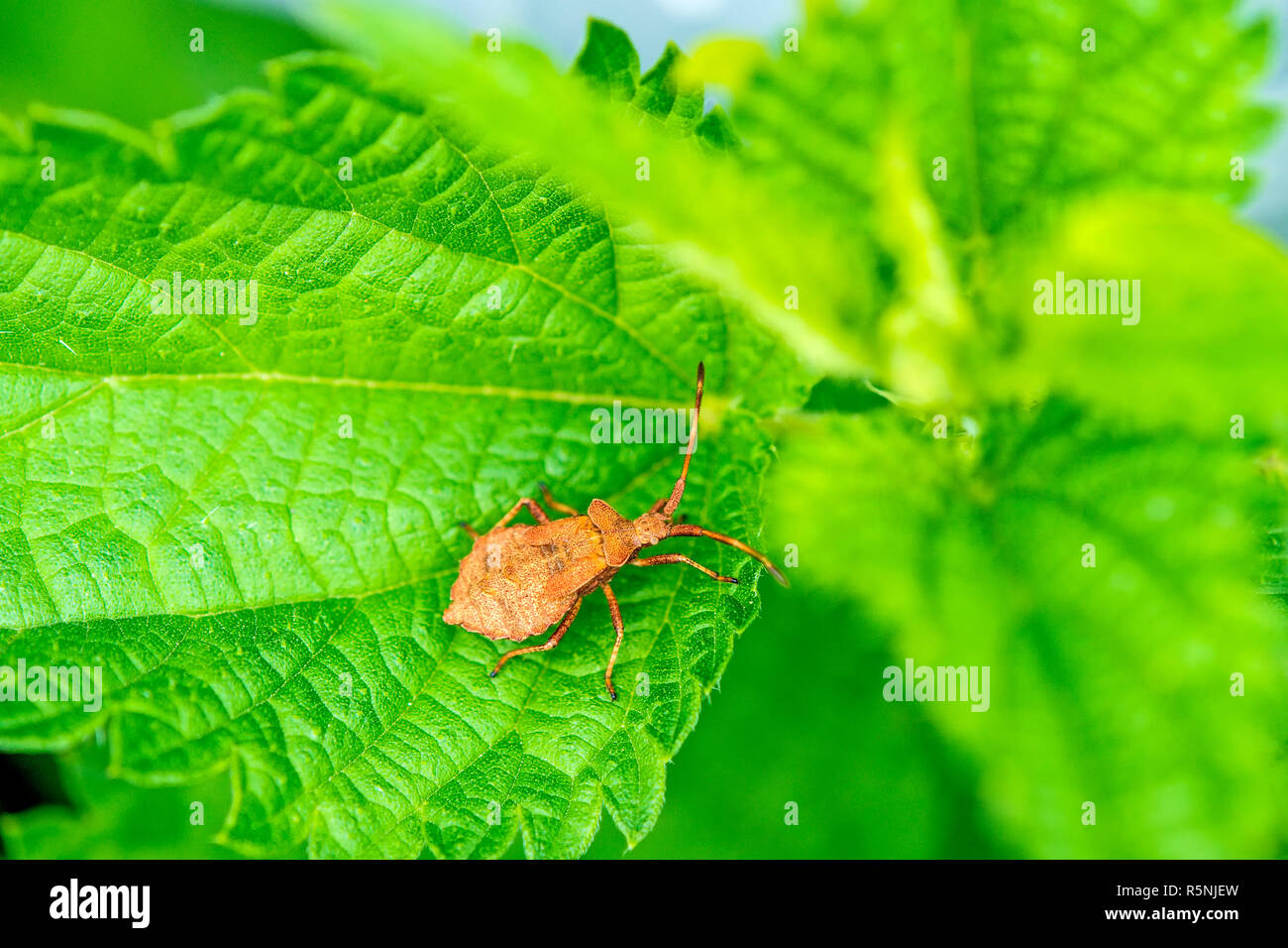 leather bug,nymph on leaf Stock Photo