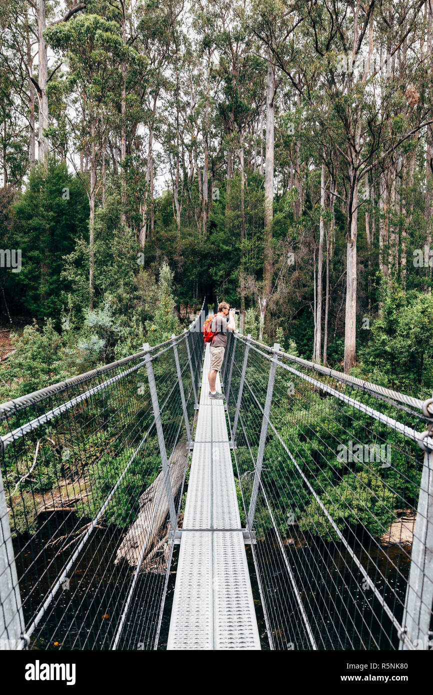 Swinging Bridges Walk, Tahune Airwalk, Greevestone, Huon Valley, Tasmania, Australia Stock Photo